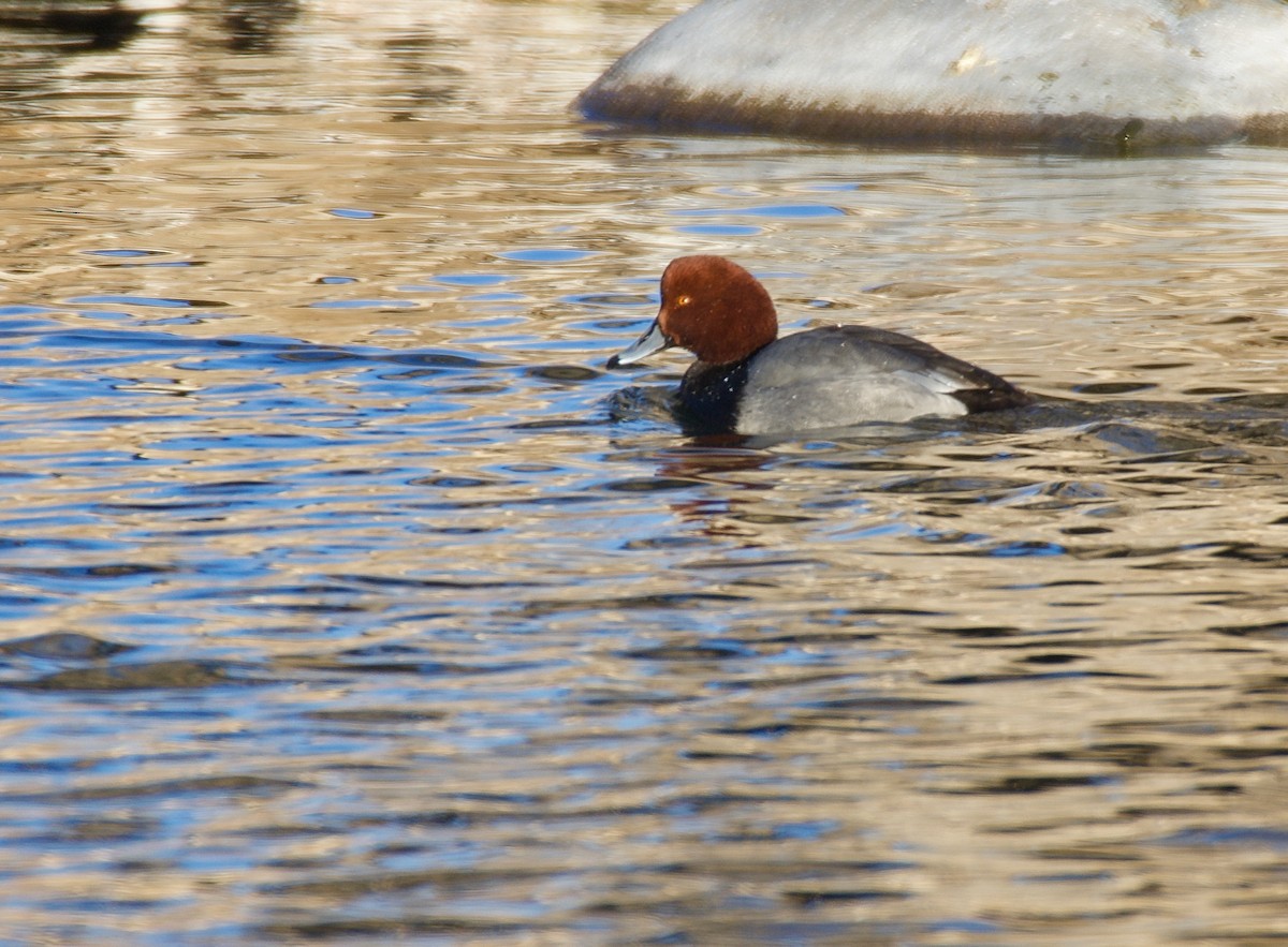 Fuligule à tête rouge - ML294019421