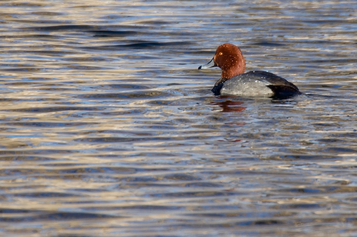 Redhead - ML294019451