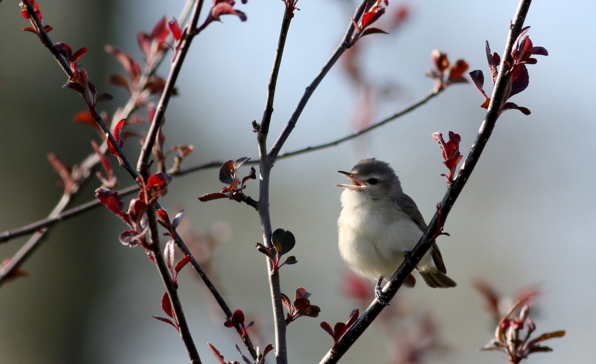 Warbling Vireo (Eastern) - ML29401951