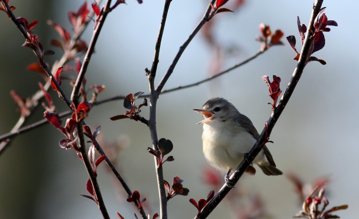 Warbling Vireo (Eastern) - ML29401961