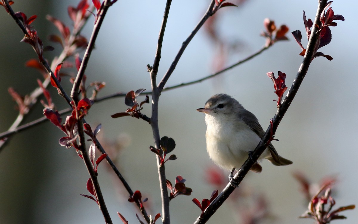 Warbling Vireo (Eastern) - ML29401981