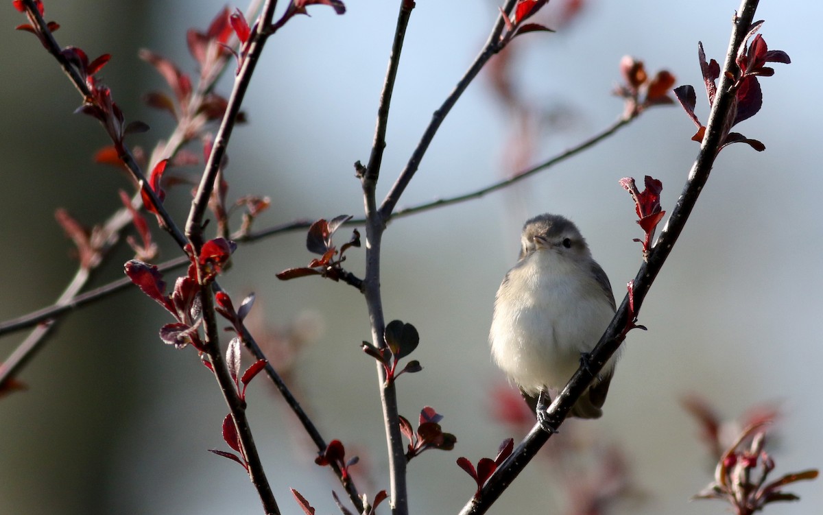 Warbling Vireo (Eastern) - ML29401991