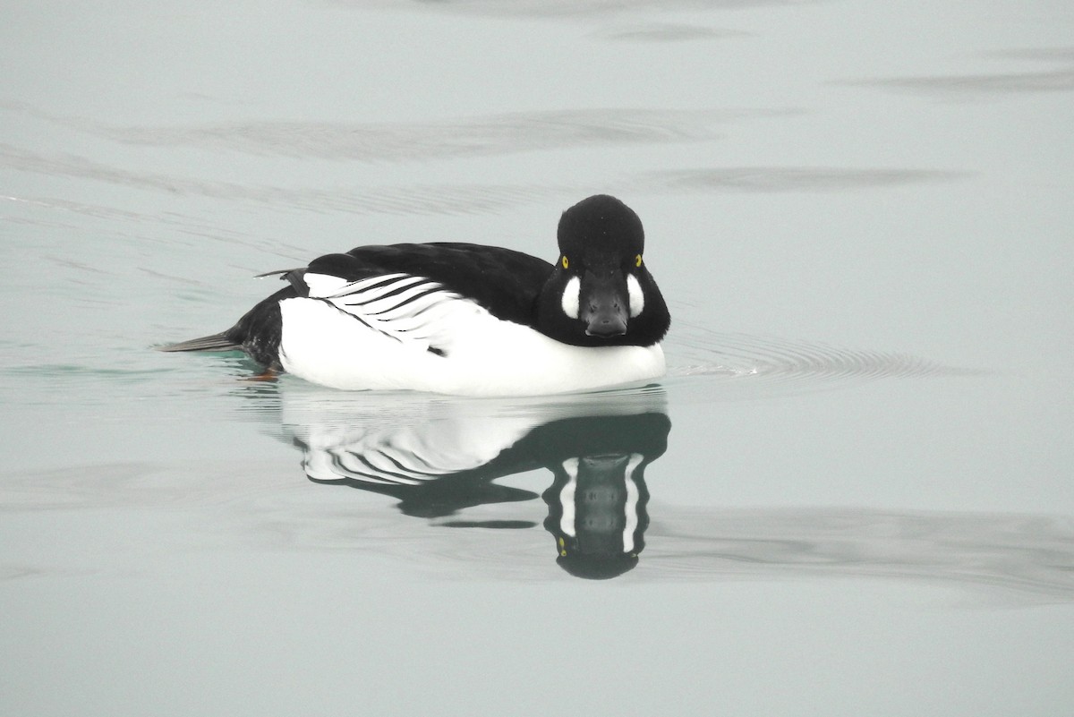 Common Goldeneye - Terry Walsh