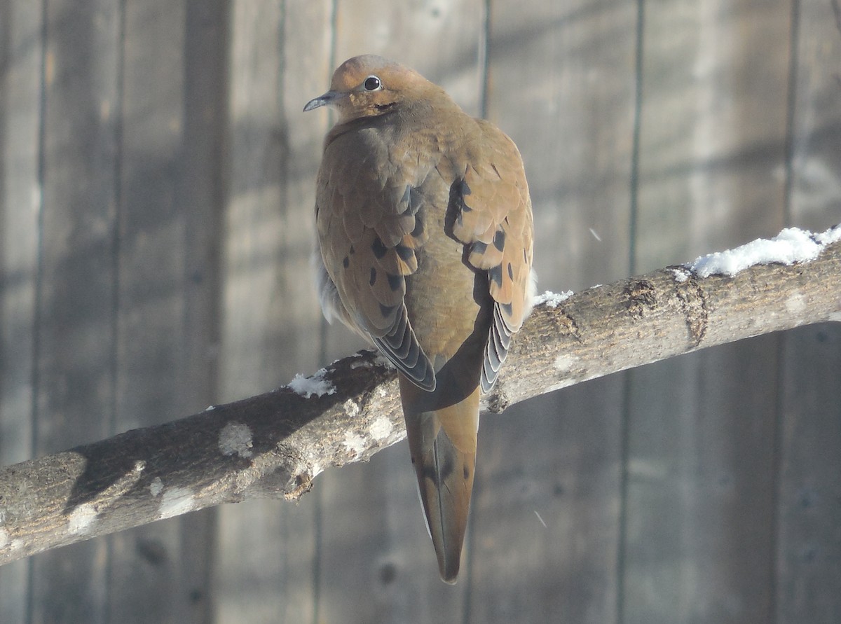 Mourning Dove - Mike Emond