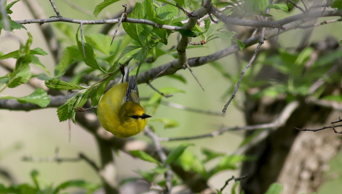 Blue-winged Warbler - Jay McGowan