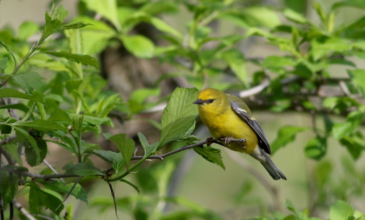 Blue-winged Warbler - ML29402121