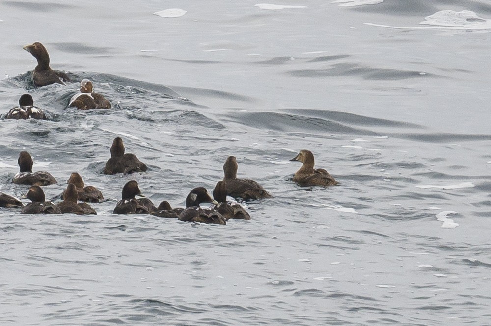 King Eider - ML294021541