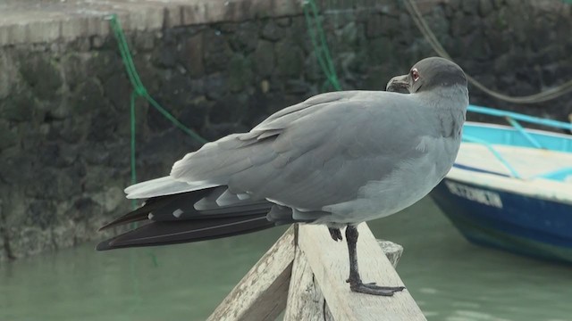 Gaviota Fuliginosa - ML294021581