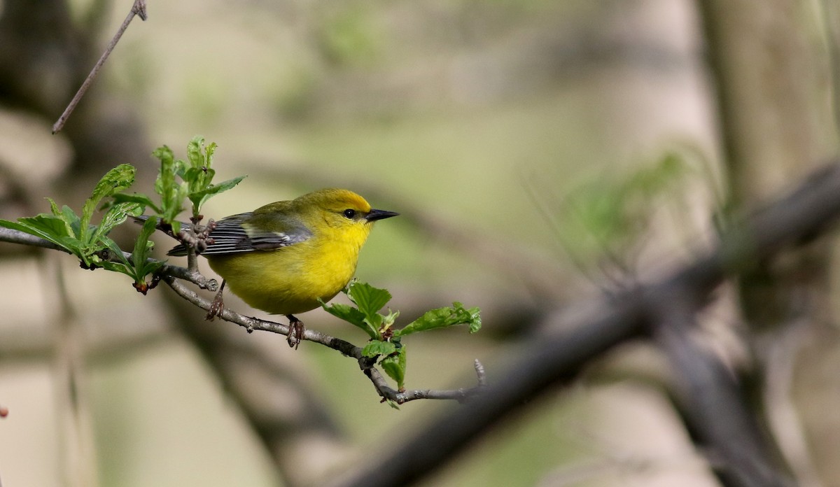 Blue-winged Warbler - Jay McGowan
