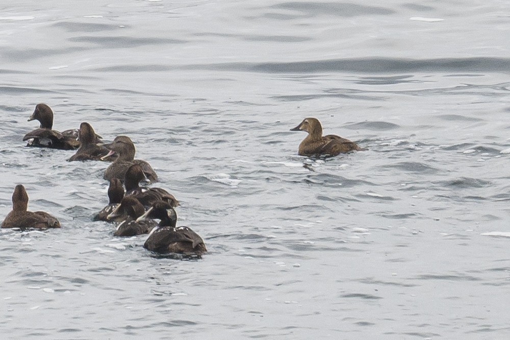 King Eider - ML294021731