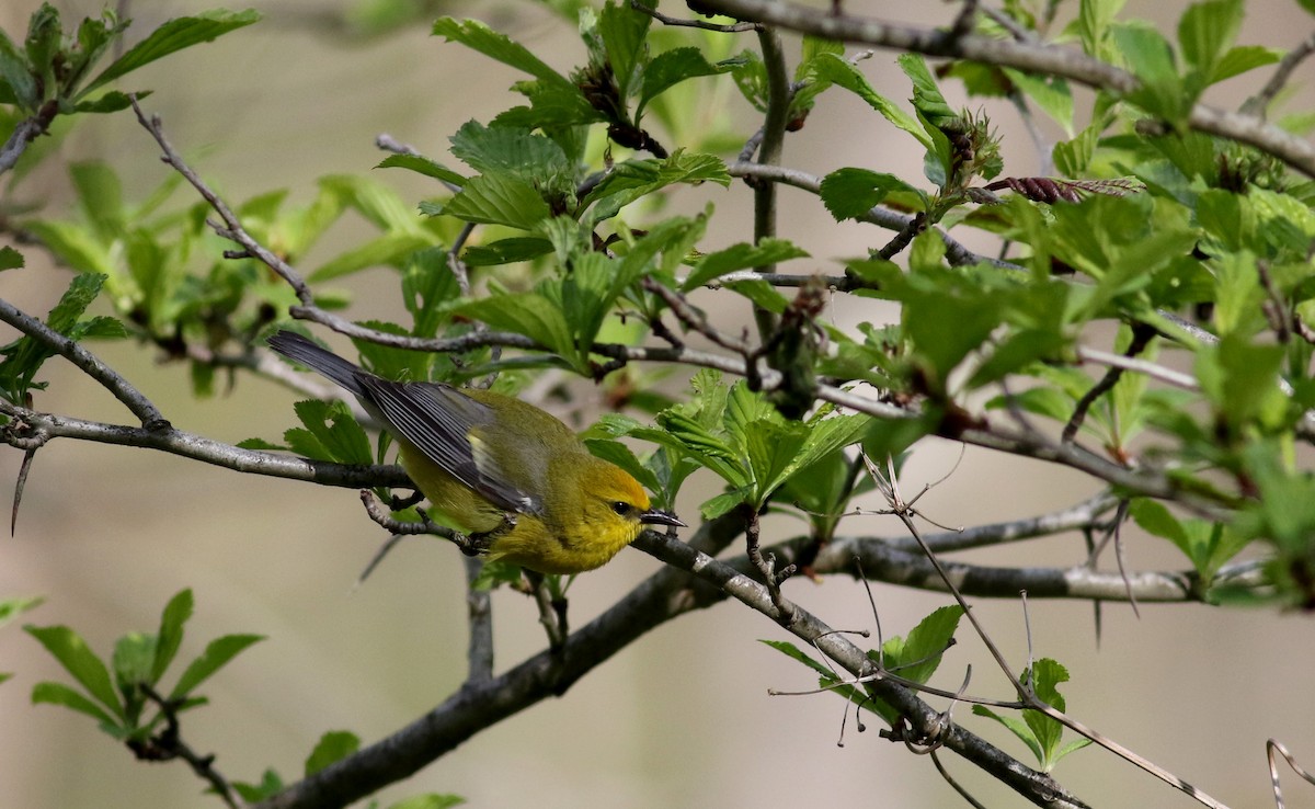 Blue-winged Warbler - ML29402211