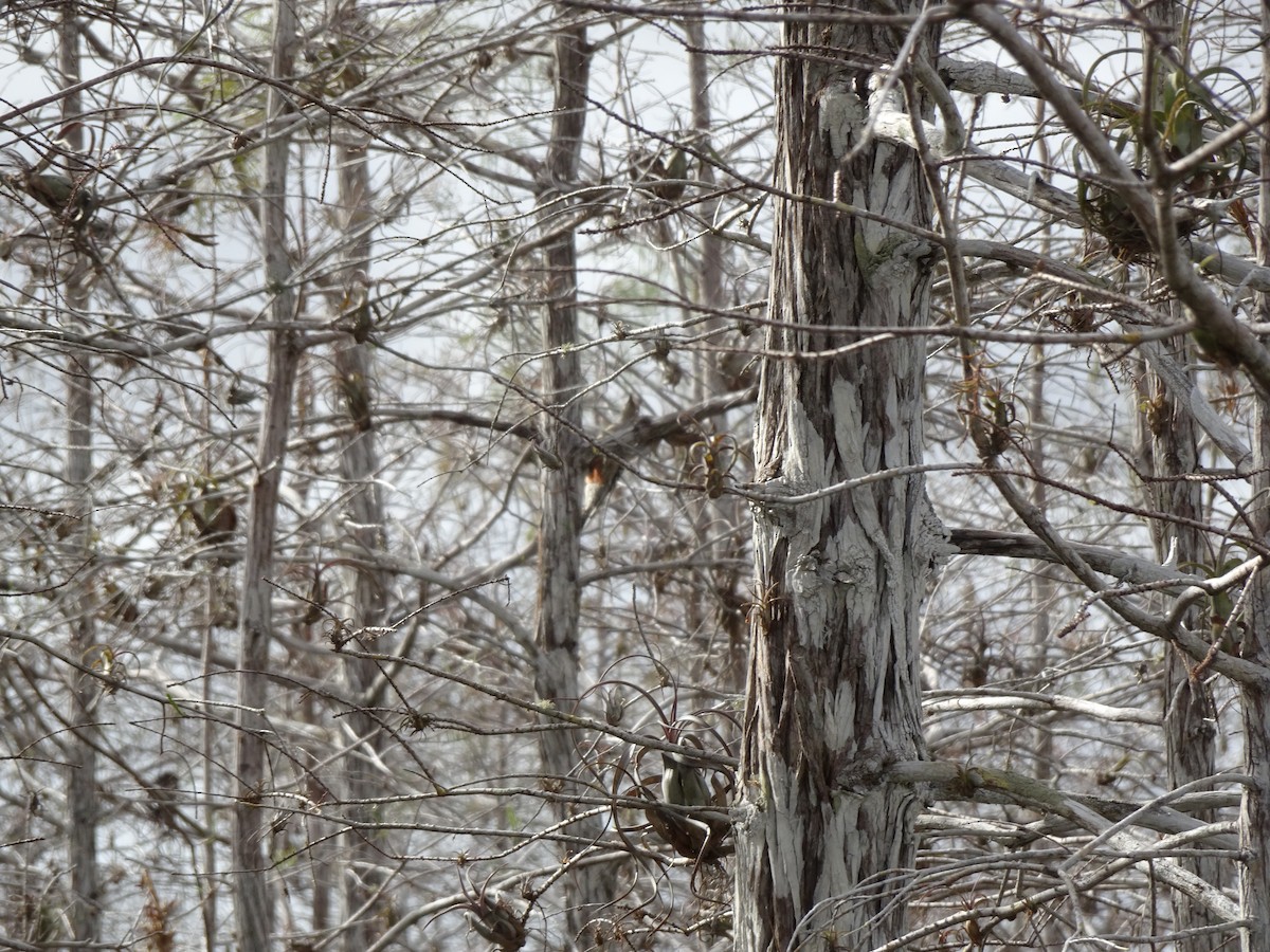 Red-bellied Woodpecker - ML294022391