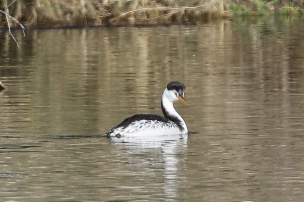 Clark's Grebe - ML294022451