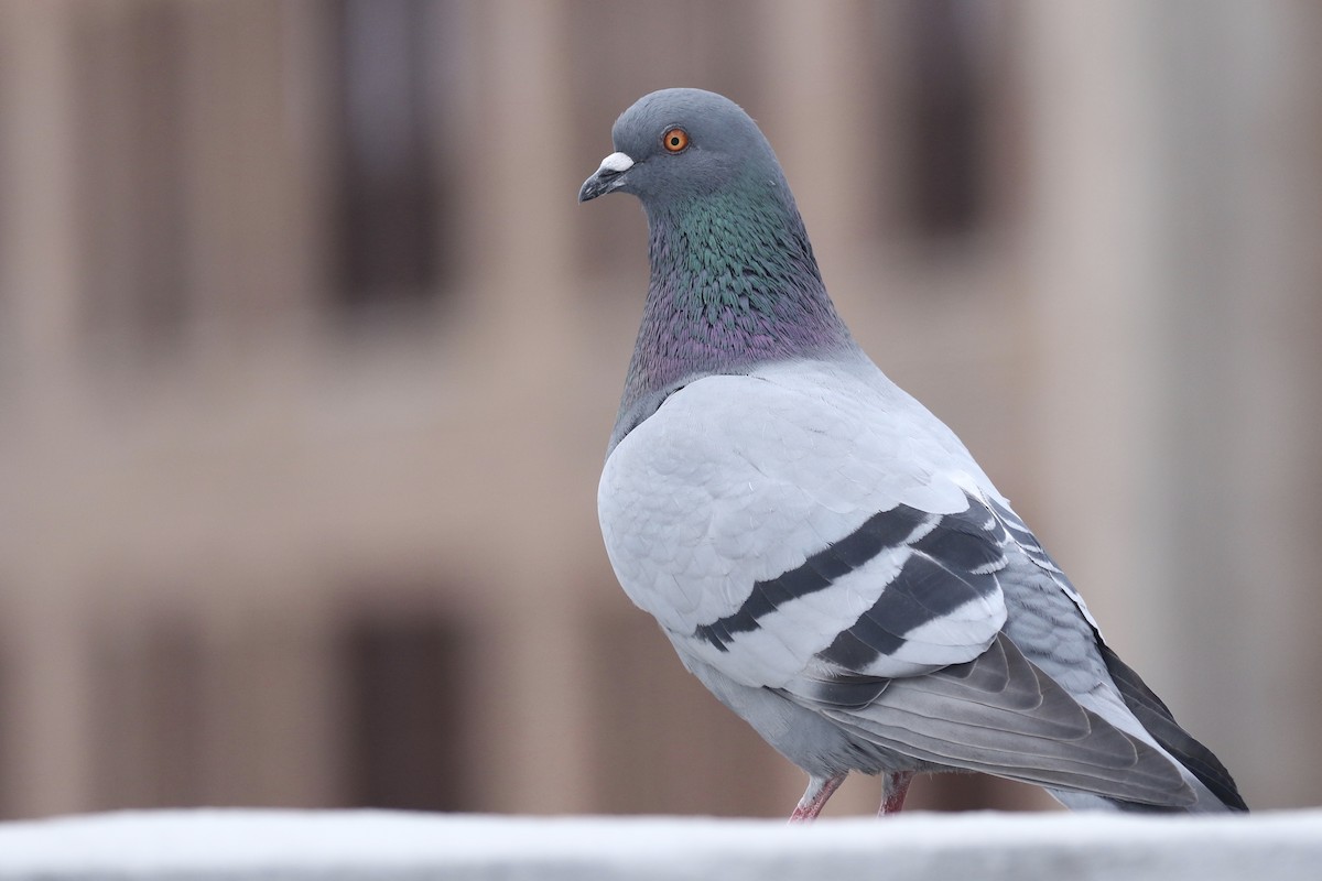 Rock Pigeon (Feral Pigeon) - Ryan Zucker