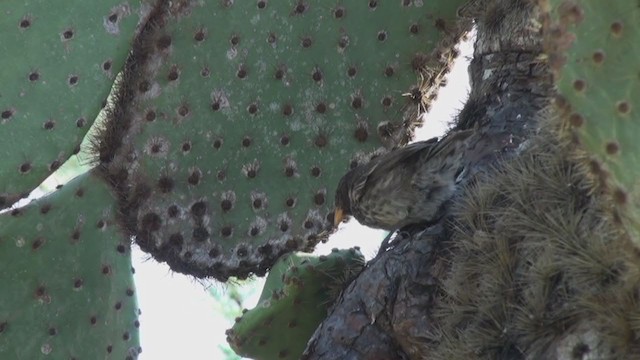 Géospize des cactus - ML294024511