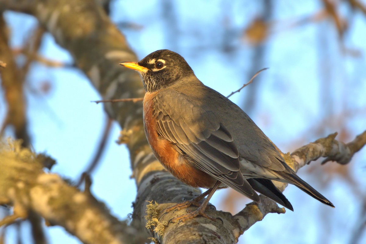 American Robin - ML294025351