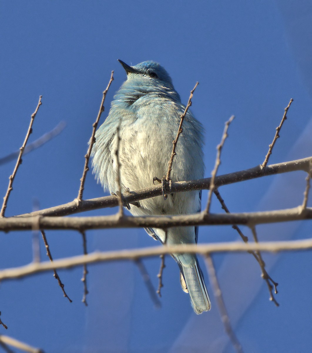 Mountain Bluebird - Jason Leifester