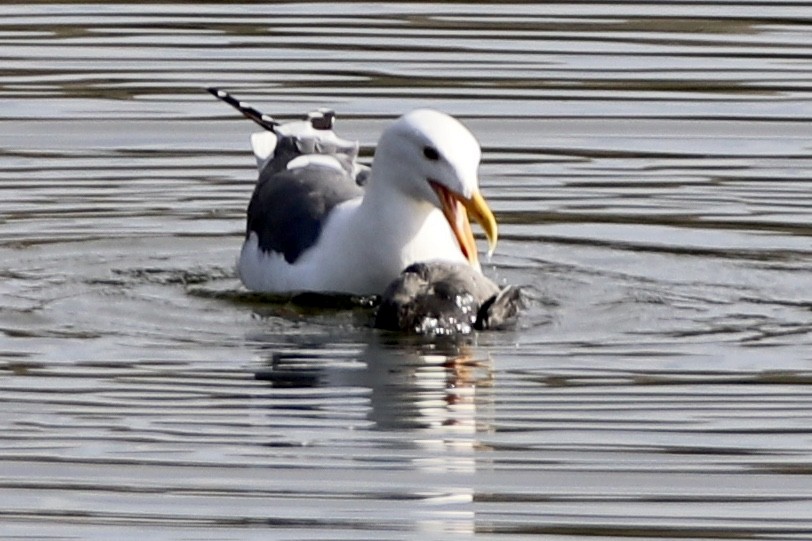 Goéland d'Audubon - ML294025741