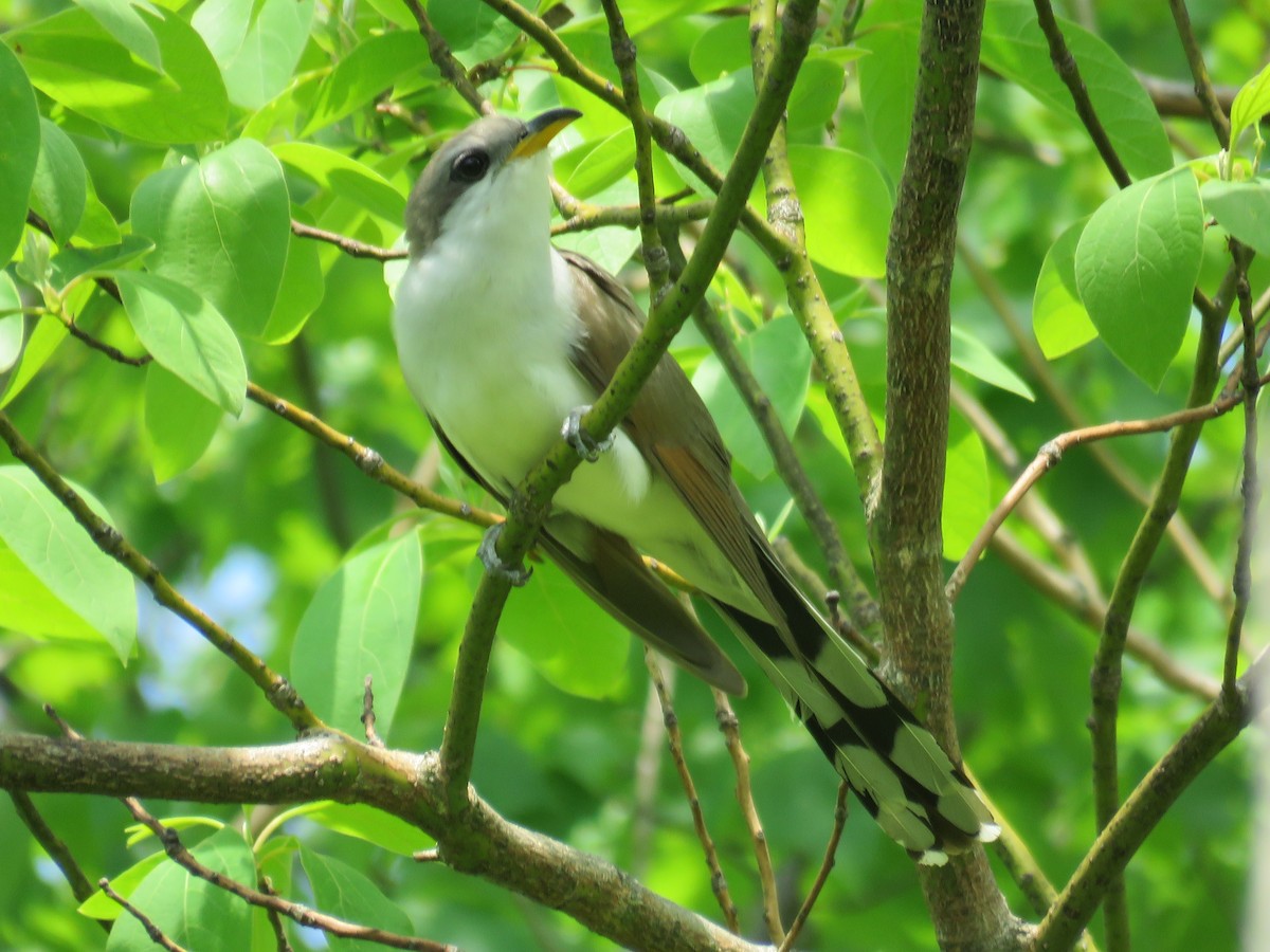 Yellow-billed Cuckoo - ML29402711