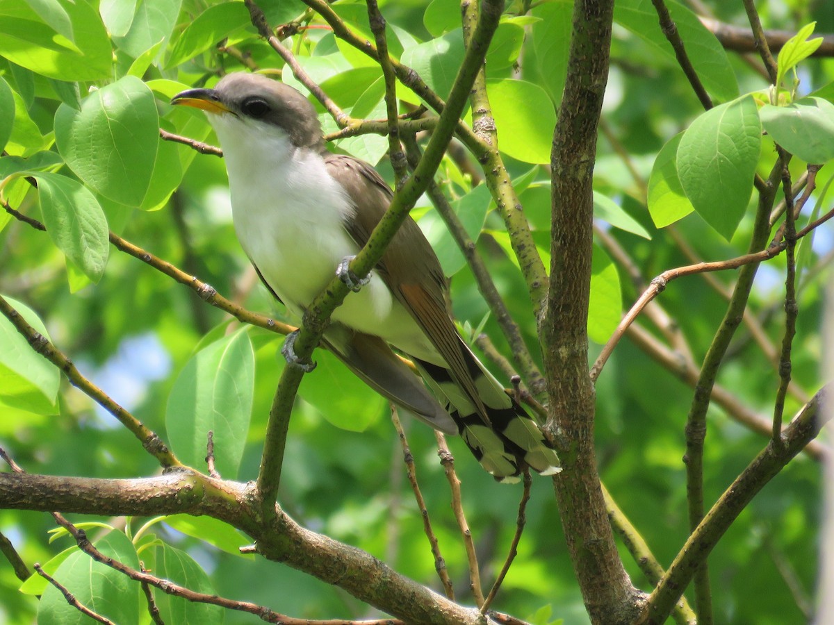 Yellow-billed Cuckoo - ML29402721