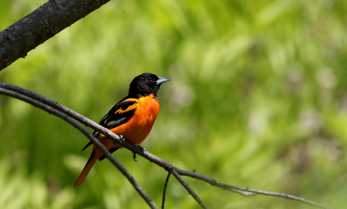 Baltimore Oriole - ML29402831