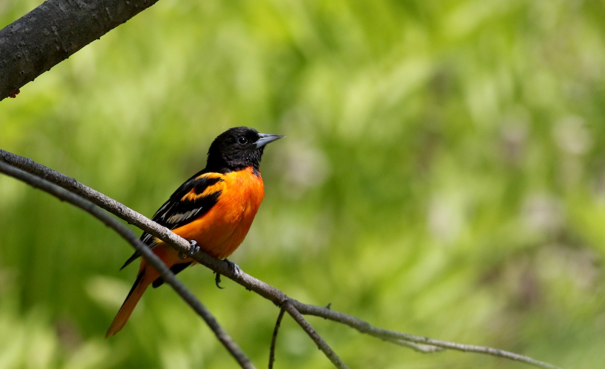 Baltimore Oriole - ML29402841