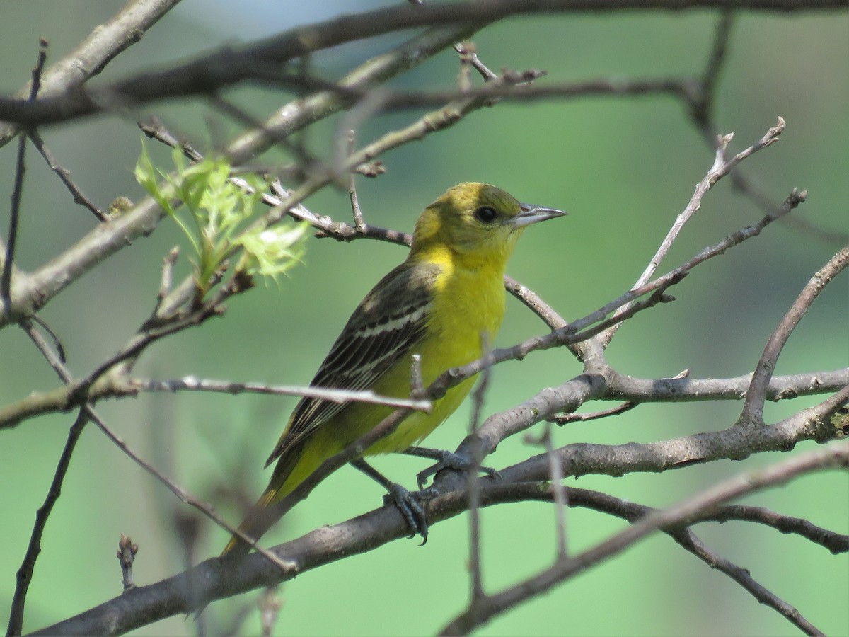Orchard Oriole - ML29402951
