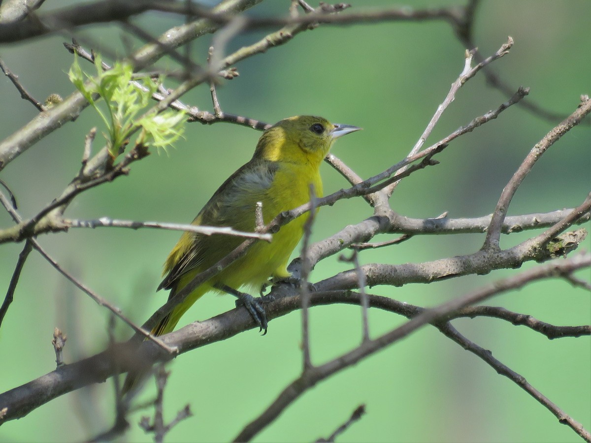 Orchard Oriole - ML29402961