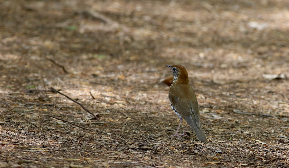 Wood Thrush - ML29402981