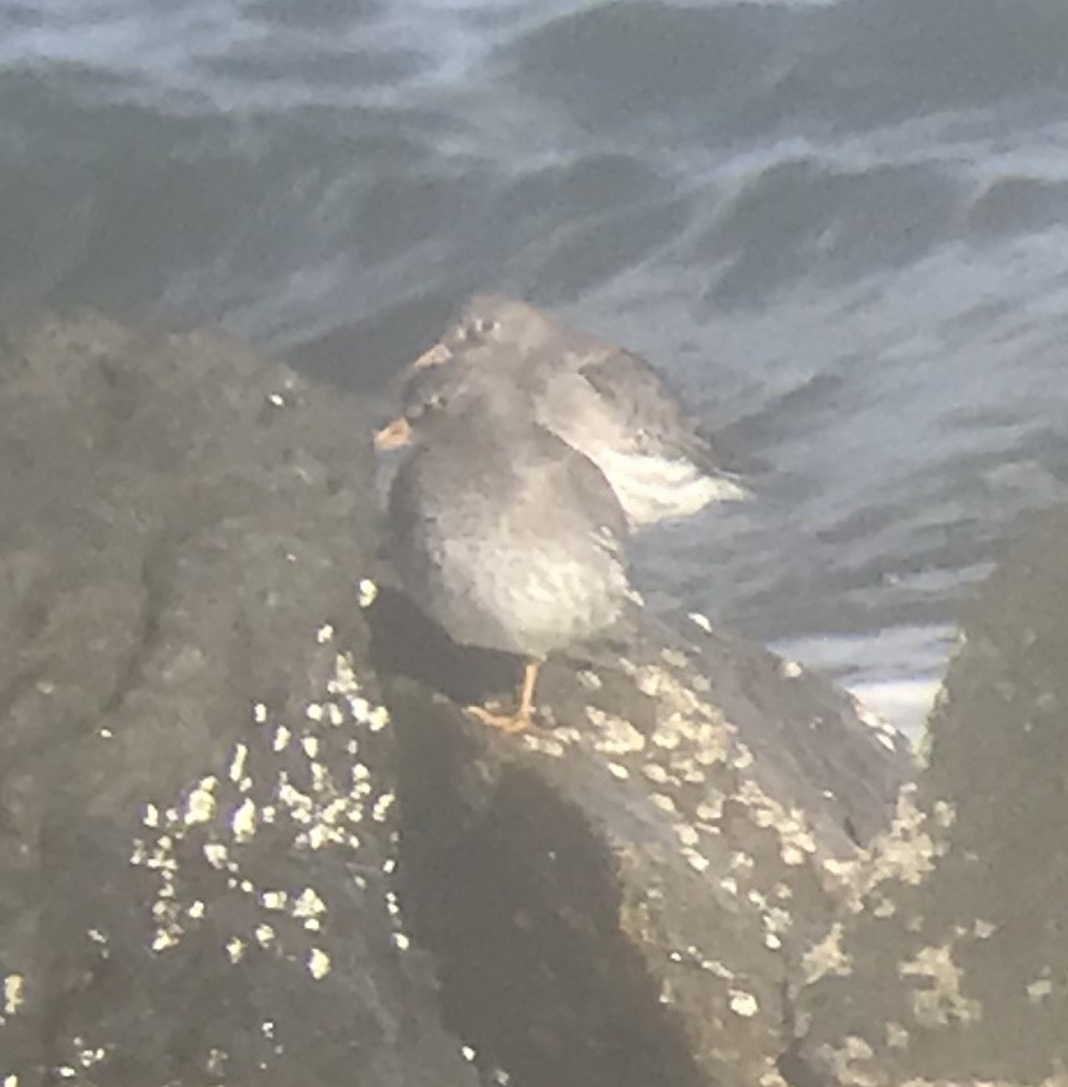 Purple Sandpiper - Preston Lust