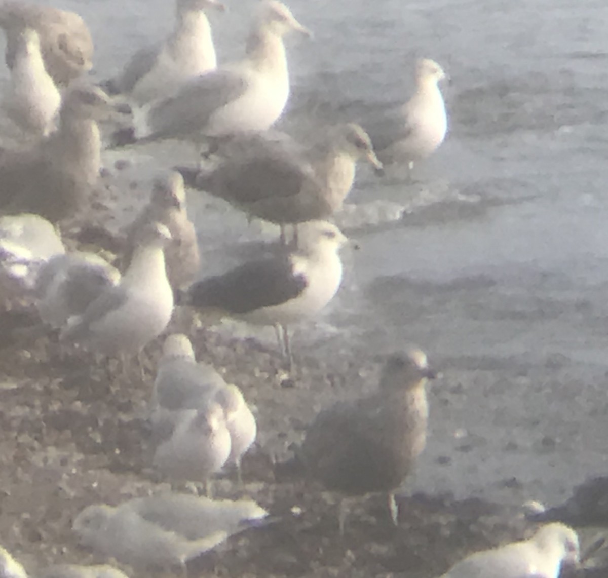 Gaviota Sombría - ML294031471