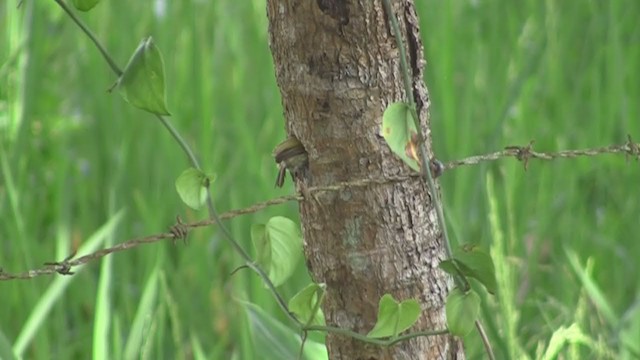 Olivaceous Piculet - ML294031981