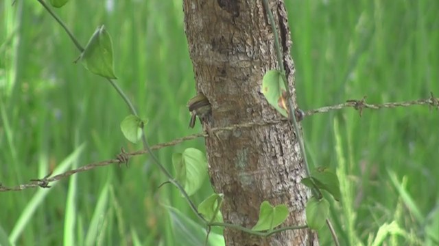 Olivaceous Piculet - ML294031981