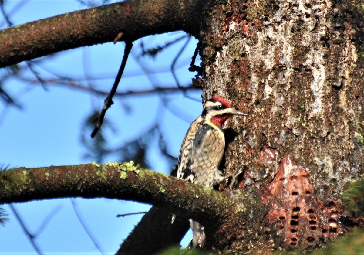 Yellow-bellied Sapsucker - Bob Barsotti