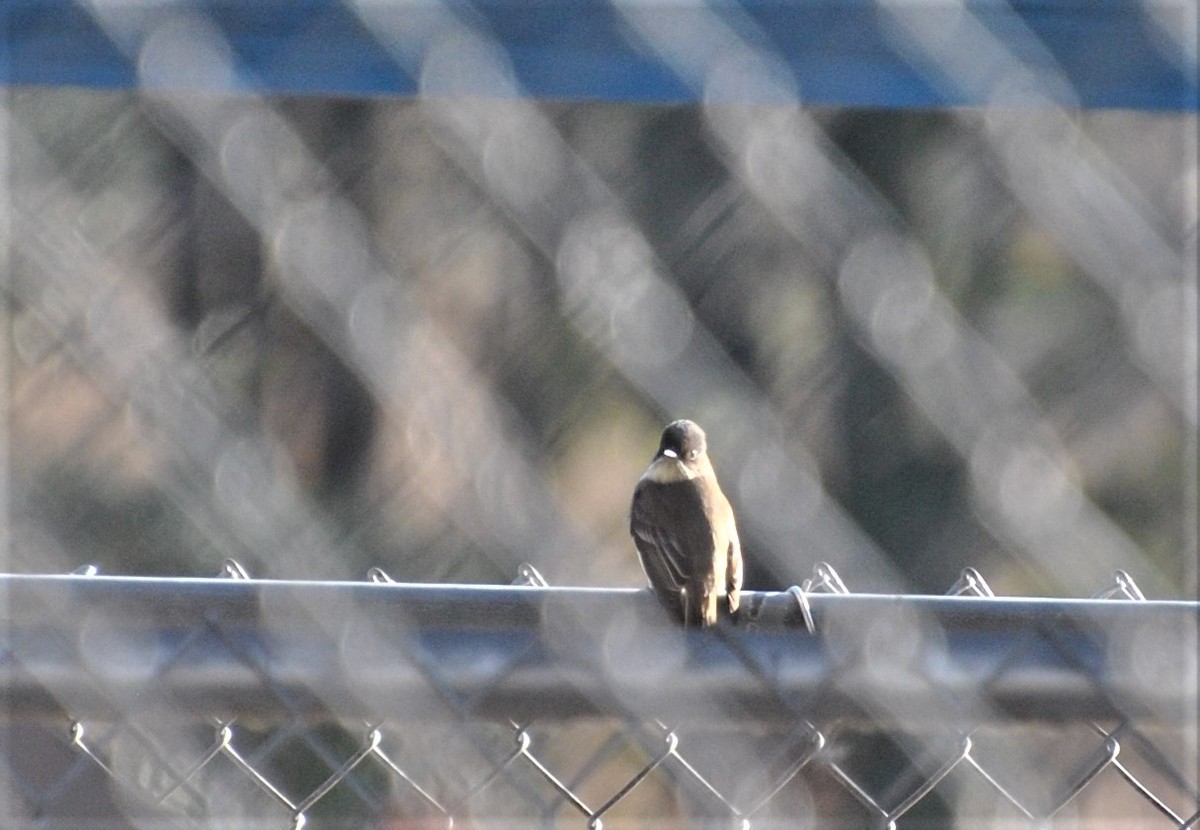 Eastern Phoebe - ML294034521