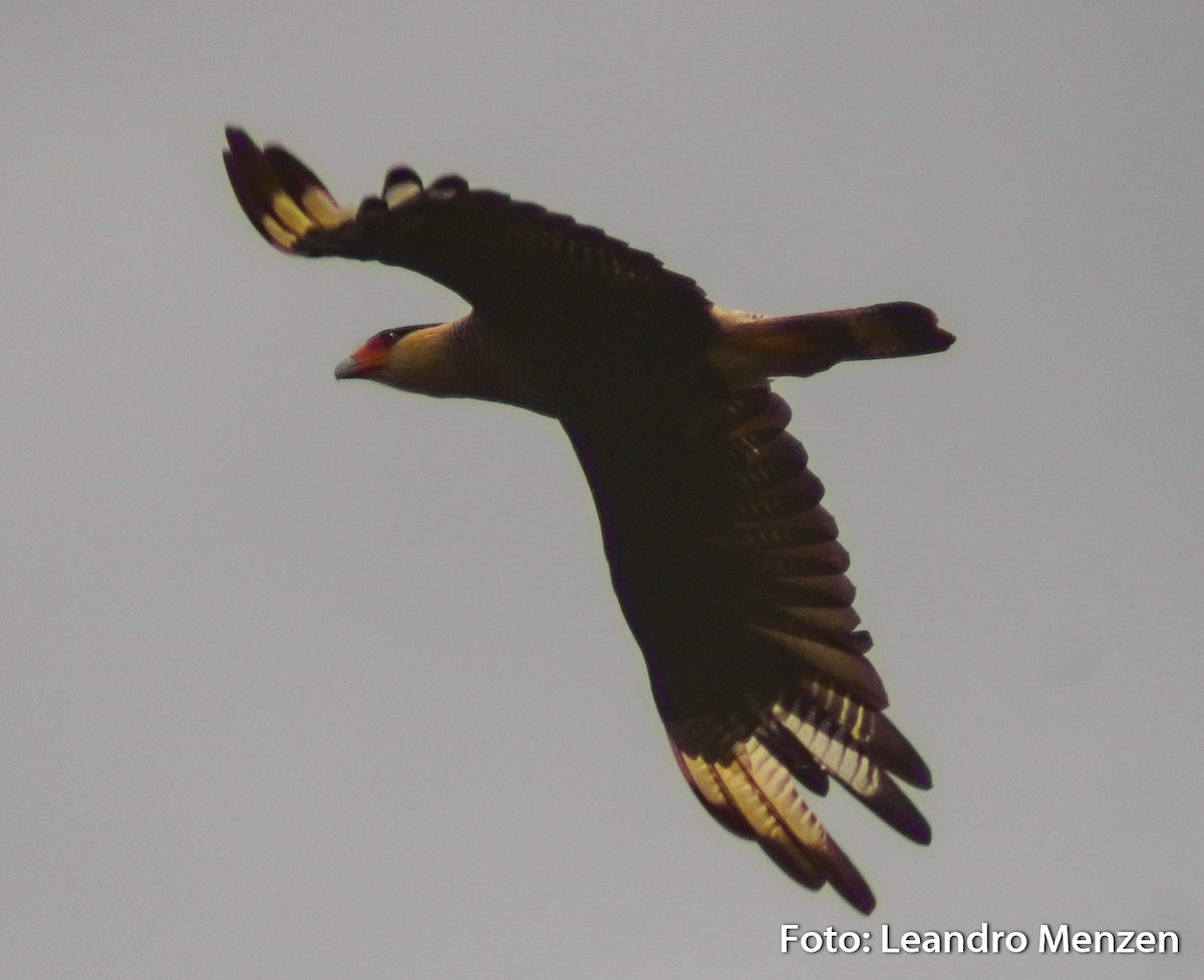 Crested Caracara (Southern) - ML294034911