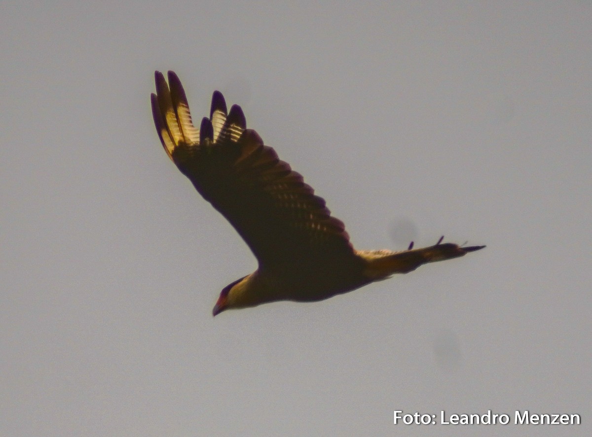 Crested Caracara (Southern) - ML294034921