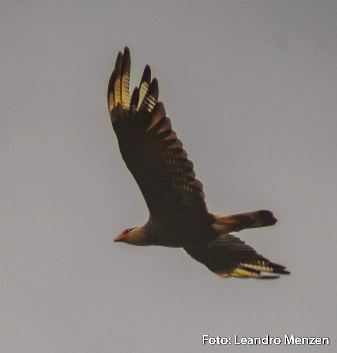 Crested Caracara (Southern) - ML294034961
