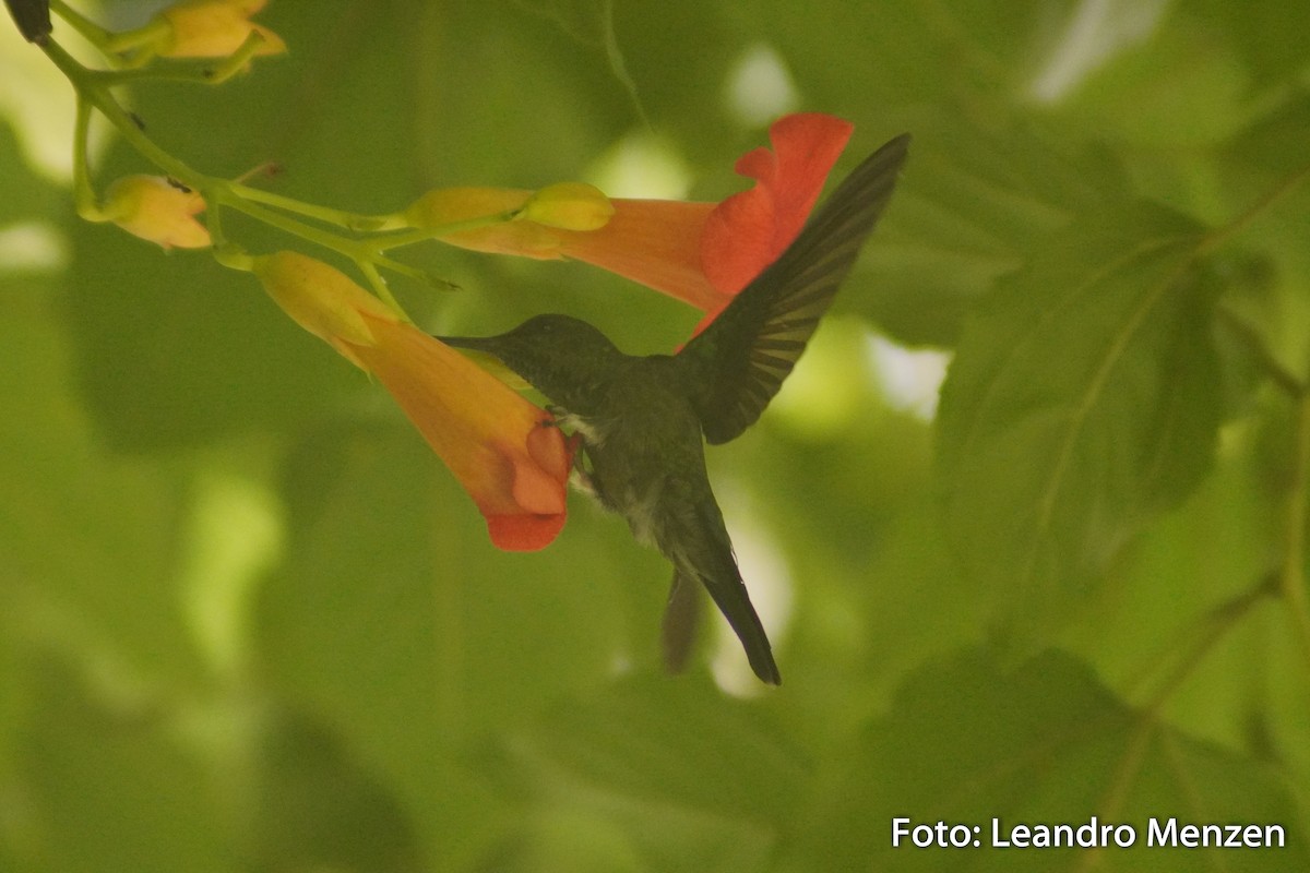 Violet-capped Woodnymph - ML294034981