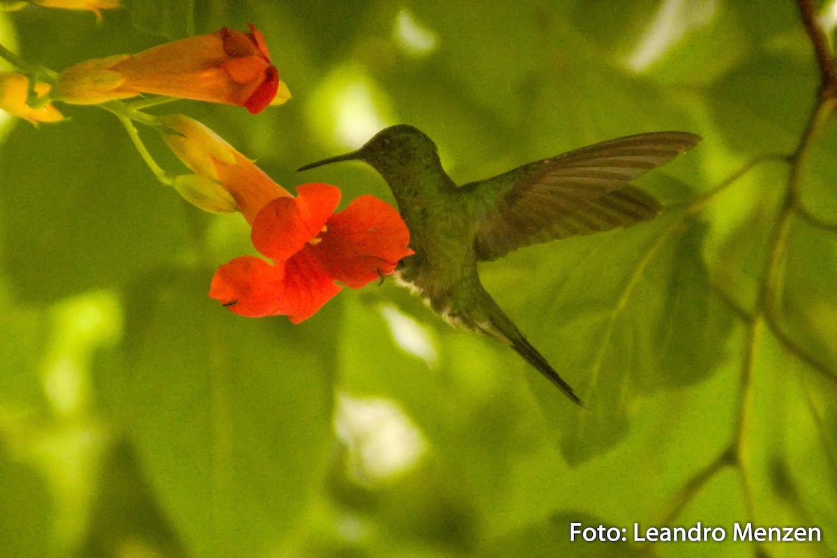 Violet-capped Woodnymph - ML294035001