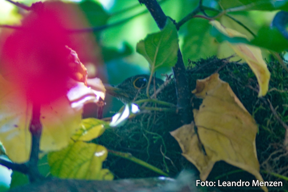 Rufous-bellied Thrush - ML294035071