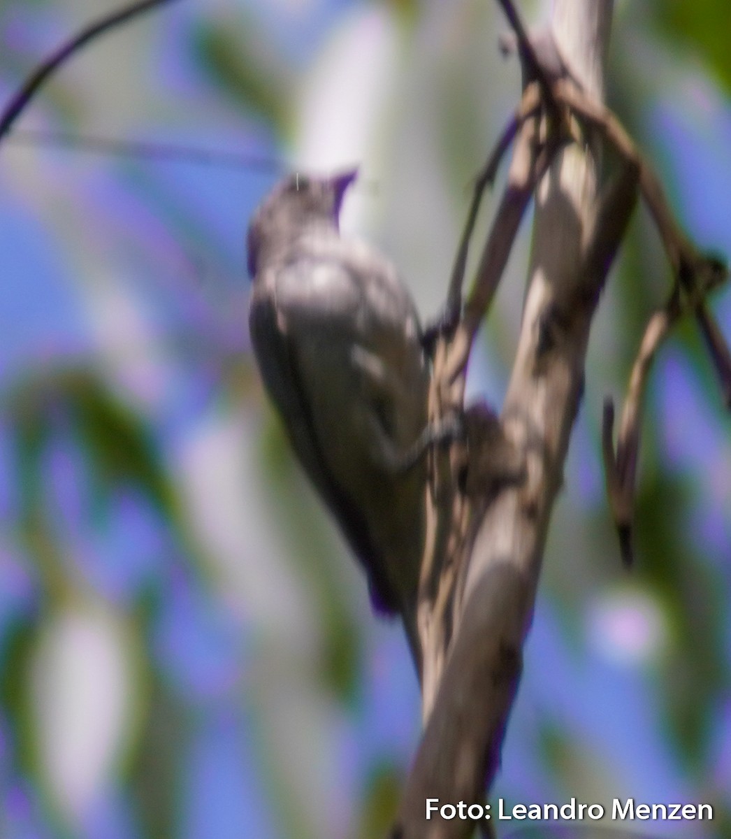 Sayaca Tanager - ML294035081