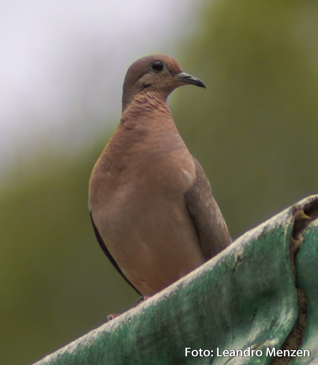 Eared Dove - ML294035761