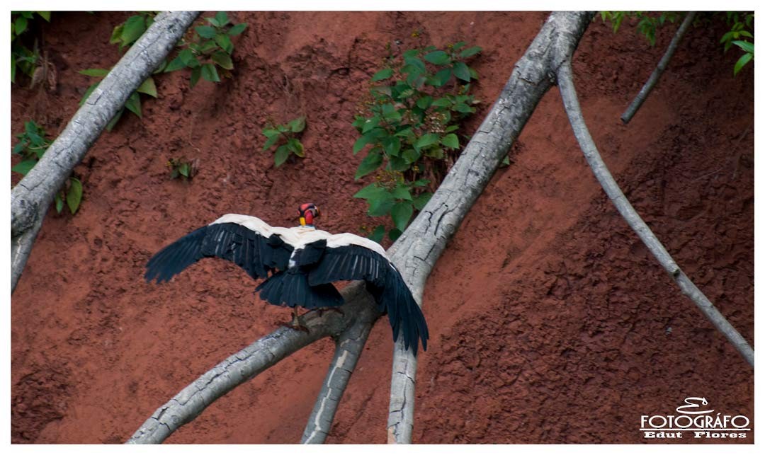 King Vulture - ML294036191