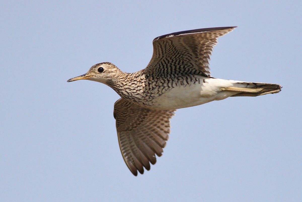 Upland Sandpiper - ML29403741