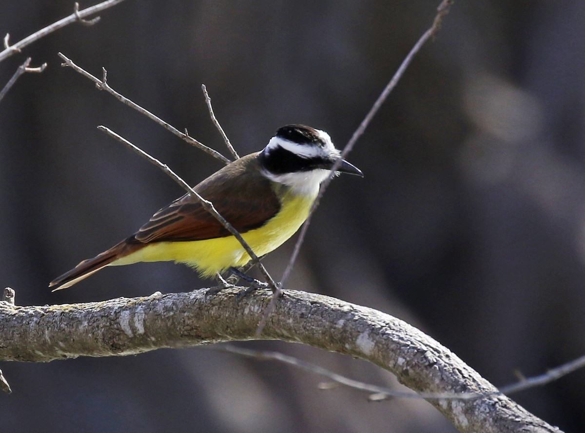 Great Kiskadee - ML294037691
