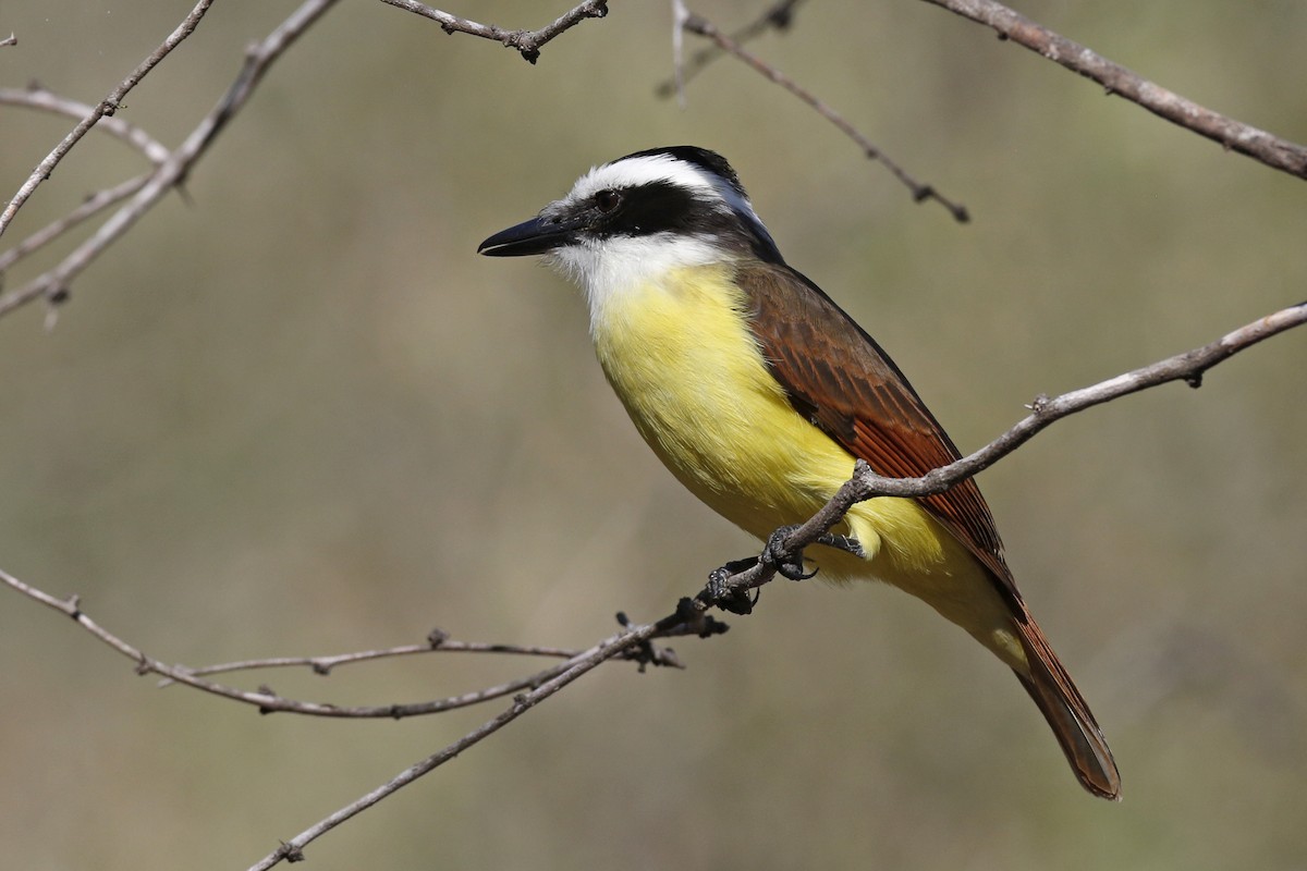 Great Kiskadee - ML294037721