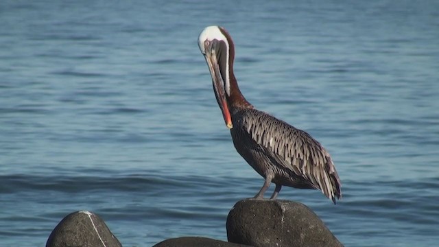 Pelícano Pardo (Galápagos) - ML294038661