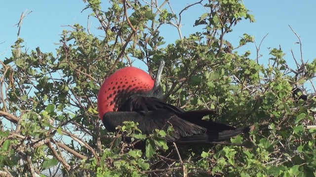 Magnificent Frigatebird - ML294040471