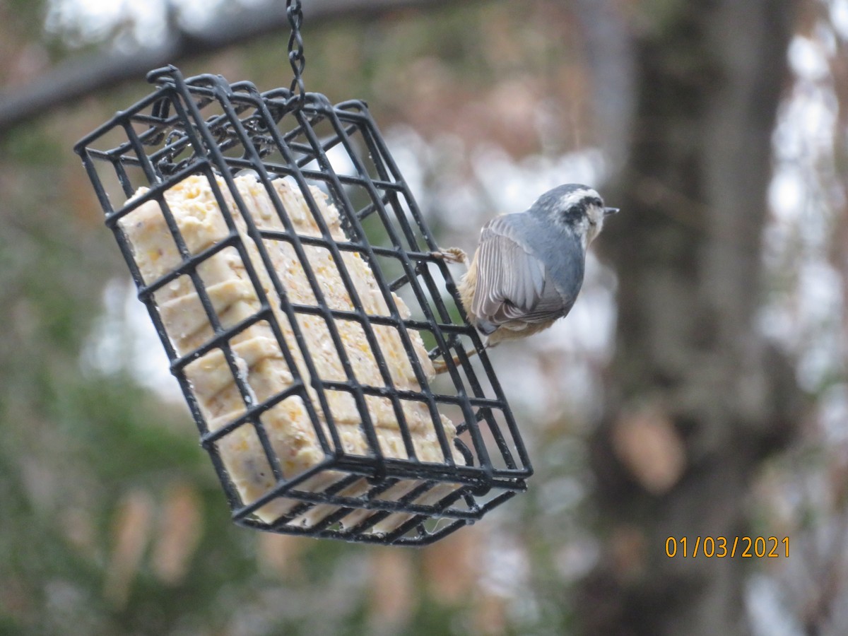 Red-breasted Nuthatch - Mary Jo Buckwalter